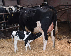 De boerderij bij Camping & Boertel De Maarsdijk